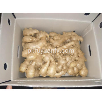 Hurtownia Anqiu New Crop Air Dried Ginger